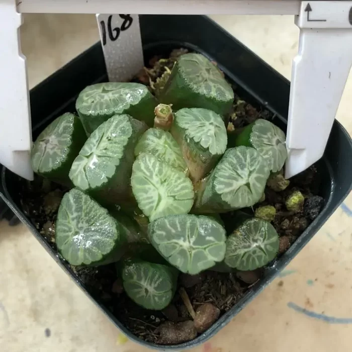 Haworthia  Rainbow Maughanii - Image 1
