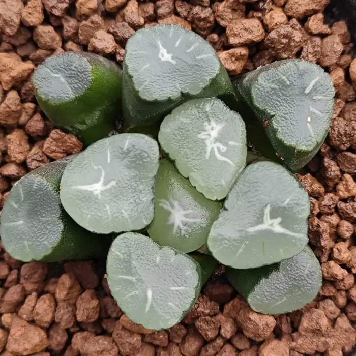 e201-291.webp Haworthia Maughanii Corolla - Image 1