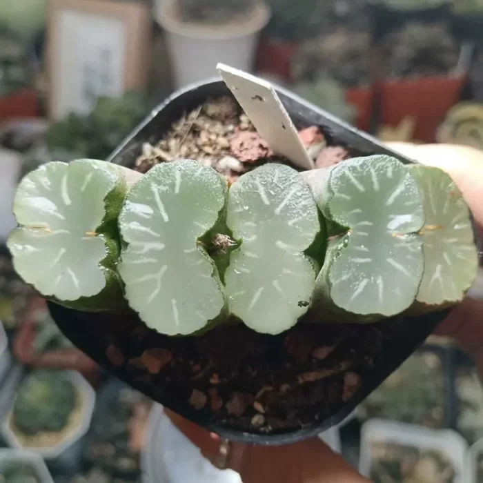 e201-292.webp Haworthia Truncata Gaint Hakua - Image 1