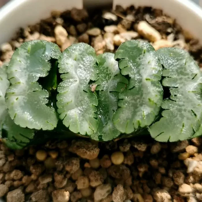 e201-293.webp Haworthia Orbiculata Truncata - Image 1