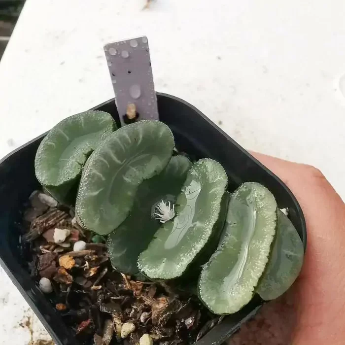 e201-294.webp Haworthia Purple mirror Truncata - Image 1