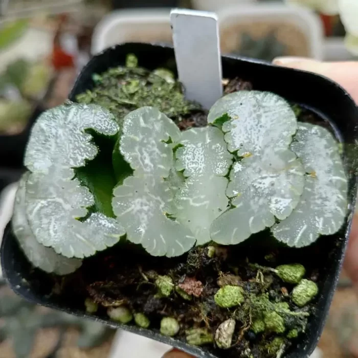 e201-295.webp Haworthia Polar bear Truncata - Image 1