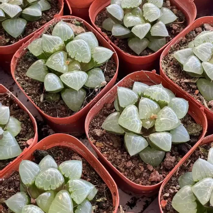 Haworthia Apparition - Image 1