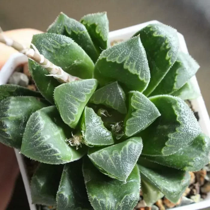 e201-297.webp Haworthia Zhi Shou - Image 1
