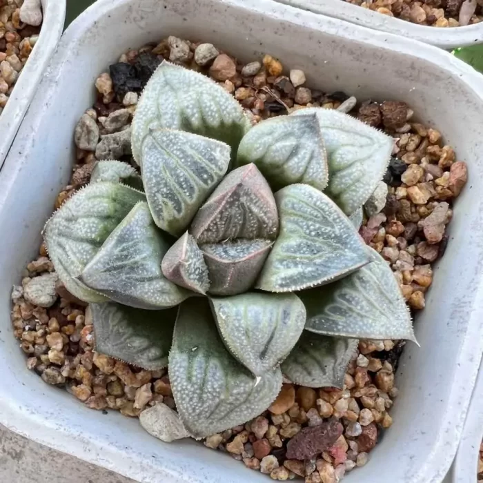 e201-298.webp Haworthia Aries - Image 1