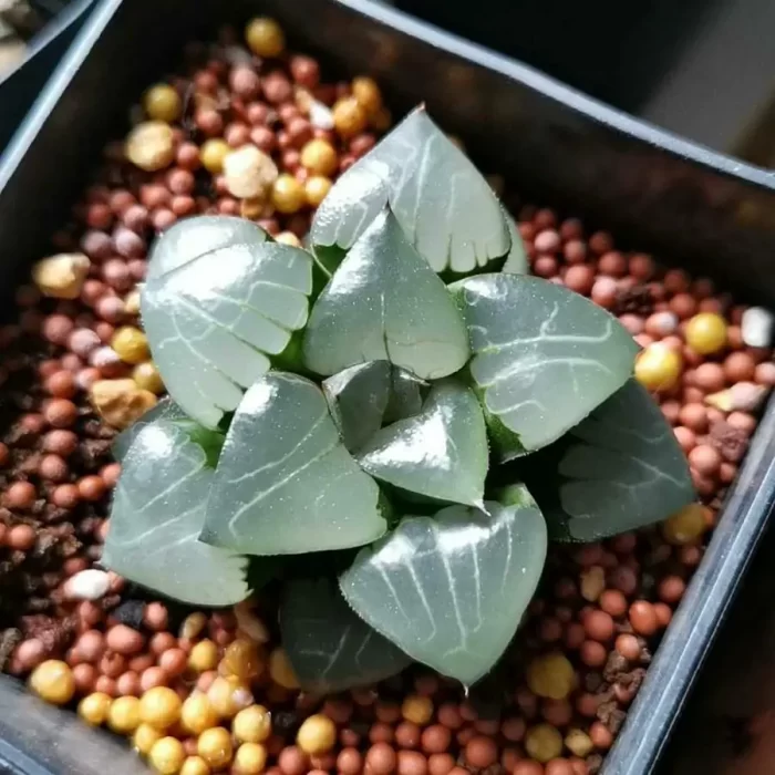 Haworthia Athenac - Image 1