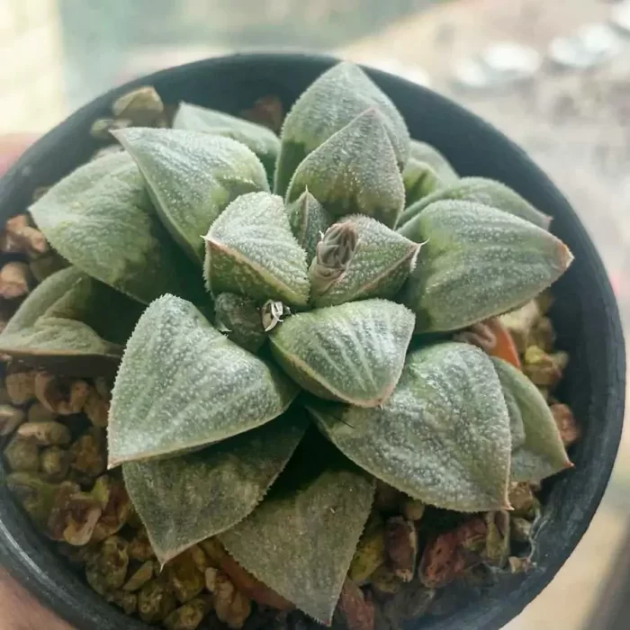 e201-301.webp Haworthia Celadon Emelyae Var. Major - Image 1