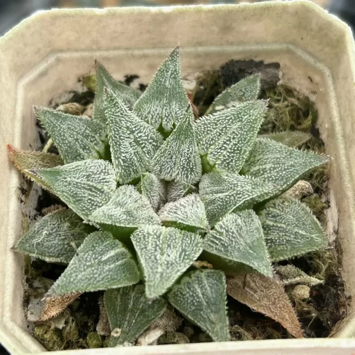 e201-303.webp Haworthia Pygmaea Varigated - Image 1