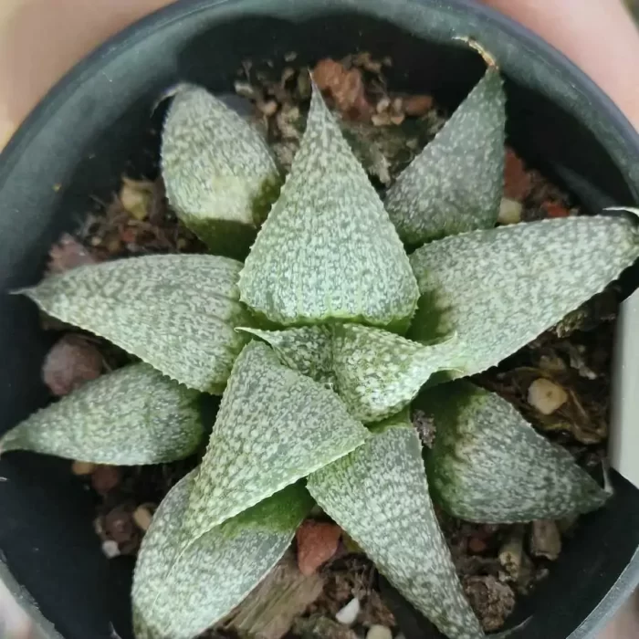 Haworthia Andromeda - Image 1