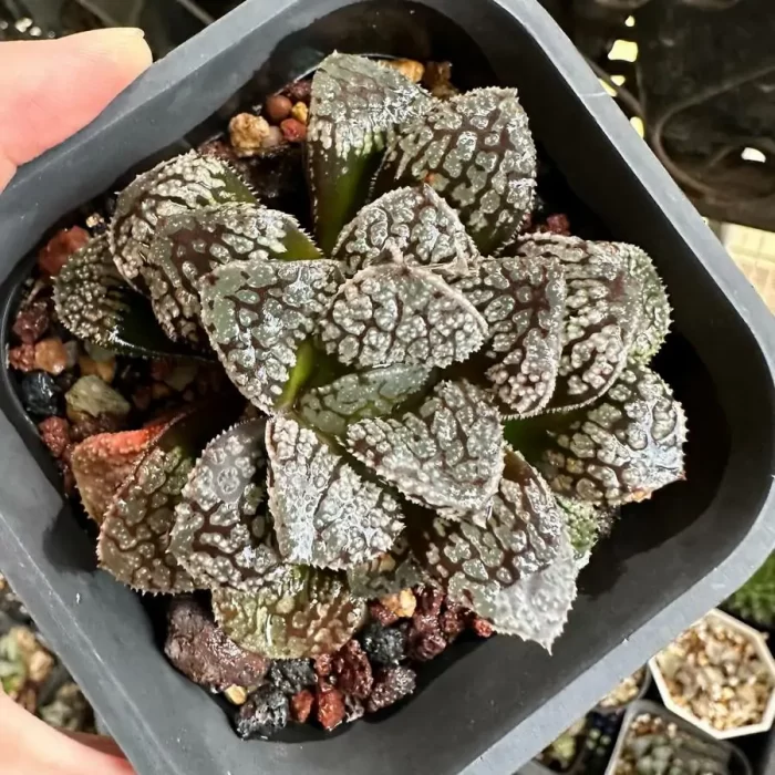 e201-32.webp Haworthia Modo - Image 1