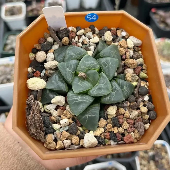 e201-34.webp Haworthia Xiangyun Ke - Image 1