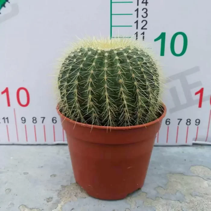 e201-4.webp Cactus-Parodia Schumanniana - Image 1