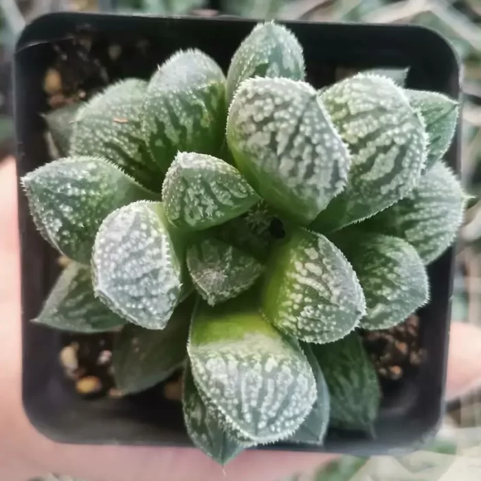 e201-41.webp Haworthia Snow Rabbit - Image 1