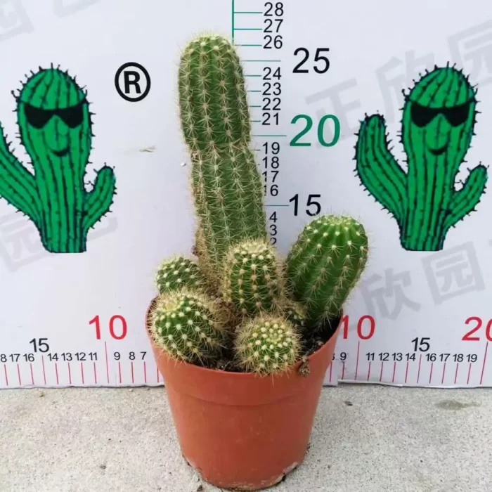 e201-5.webp Cactus-Trichocereus - Image 1