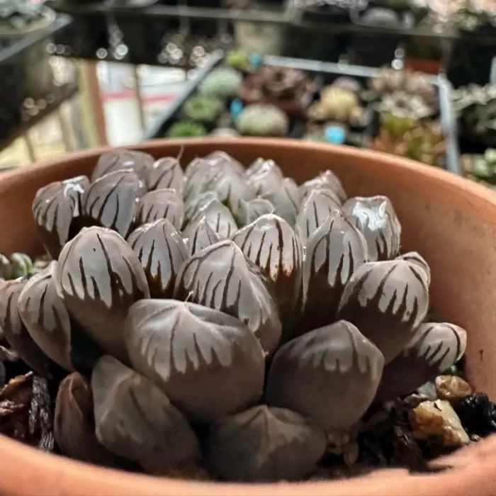 e201-53.webp Haworthia
Purple Jade Dew - Image 1