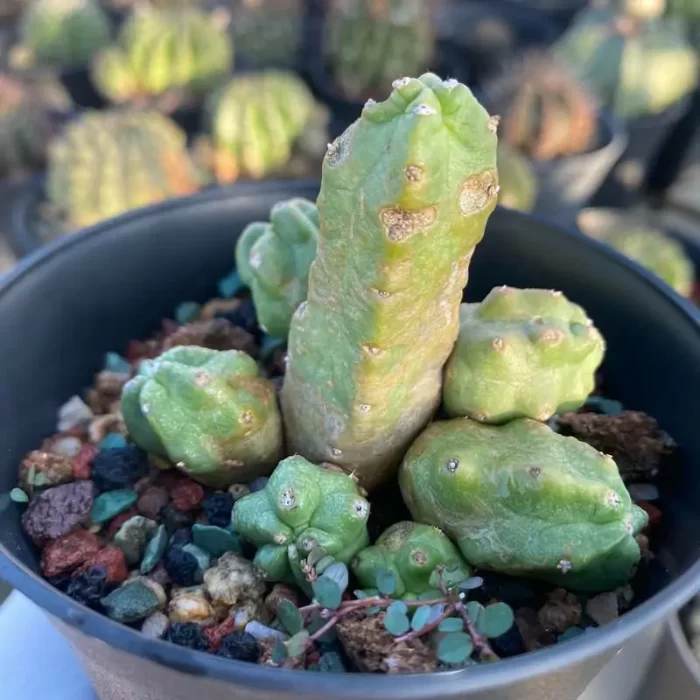 e201-59.webp Cactus-Echinocereus Momotaro - Image 1