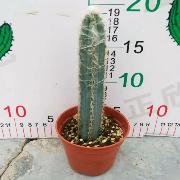 e201-6.webp Cactus-Pachycereus - Image 1