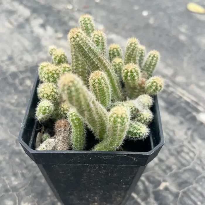 e201-60.webp Cactus-Chamaecereus Silvestrii Clustering - Image 1