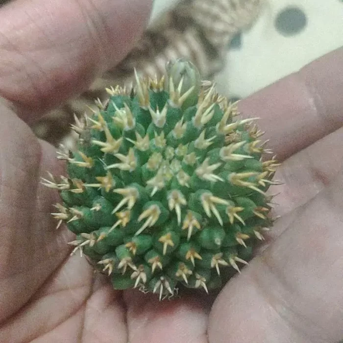 e201-61.webp Cactus-Mammillaria Camptotricha No Roots - Image 1