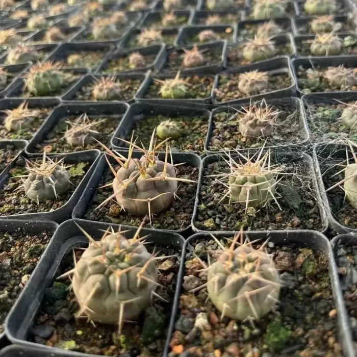 e201-62.webp Cactus-Gymnocalycium Rhodantherum - Image 1