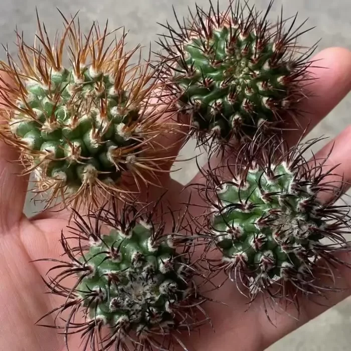 e201-63.webp Cactus-Eriosyce Bulbocalyx No Roots - Image 1