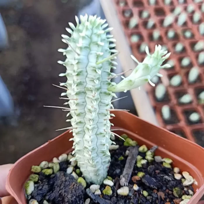 Euphorbia-Mammillaris Variegata - Image 1