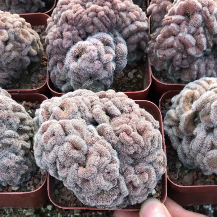 e201-65.webp Cactus-Mammillaria Compressa cv Youkan Cristata - Image 1