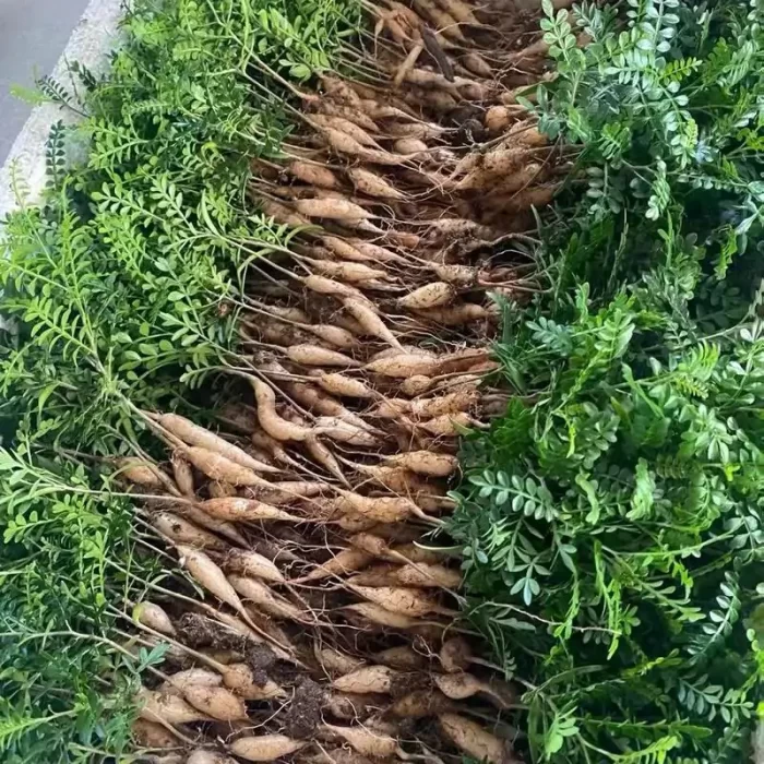 e201-66.webp Anacardiaceae-Operculicarya Pachypus - Image 1