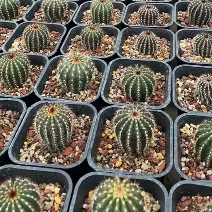 e201-68.webp Cactus-Uebelmannia - Image 1