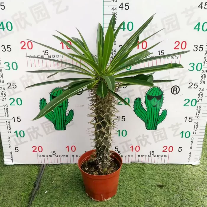 e201.webp Pachypodium-Lamerei - Image 1