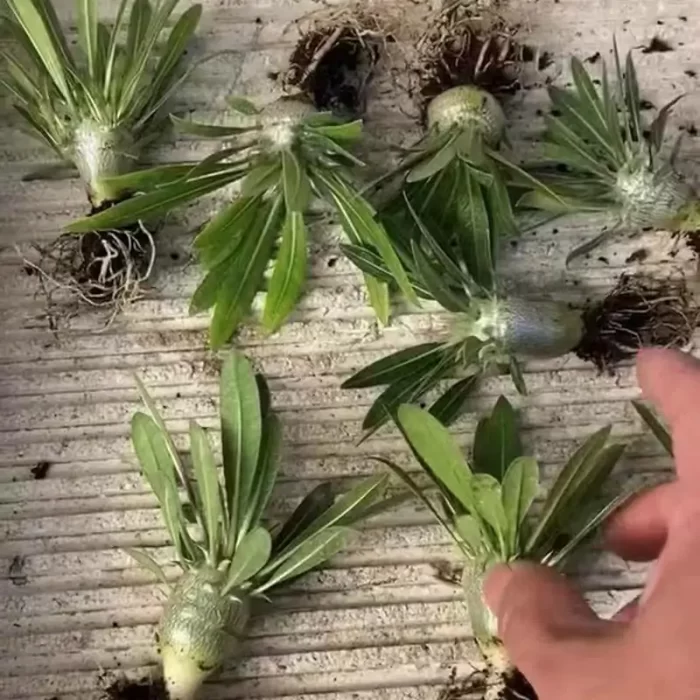 Pachypodium-brevicaule × densiflorum - Image 1