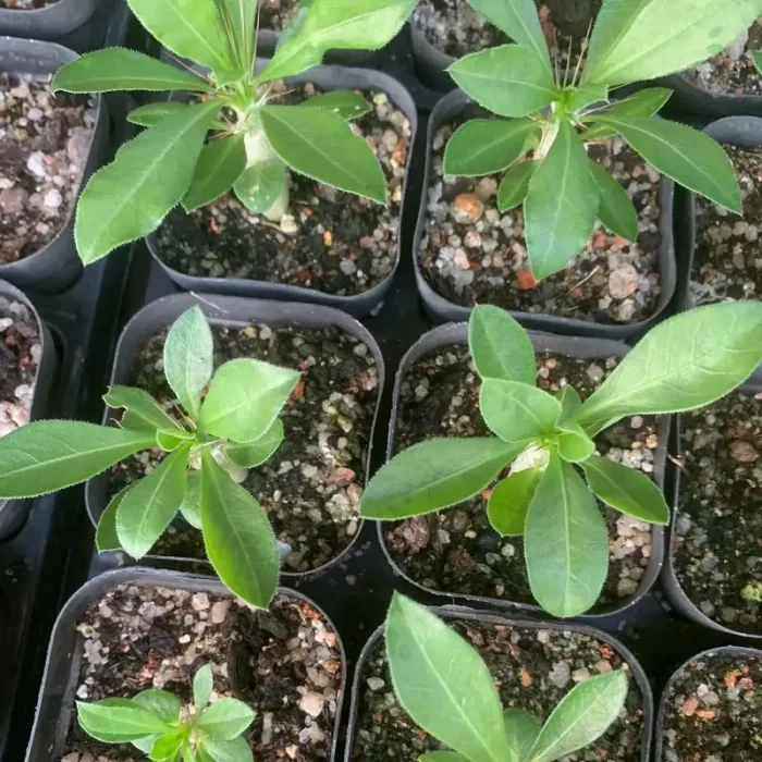 Pachypodium-saundersii N.E.Br. - Image 1