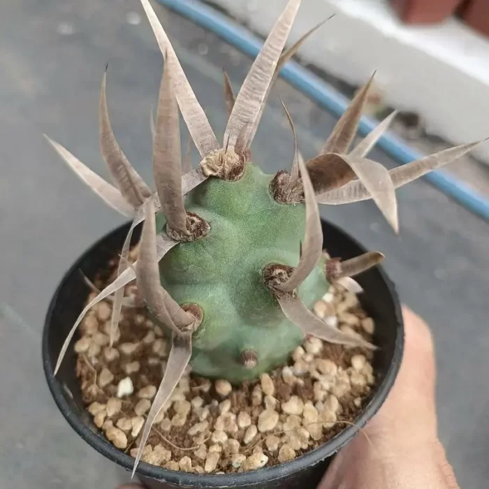 e201-73.webp Cactus-TephroCactus-articulatus - Image 1