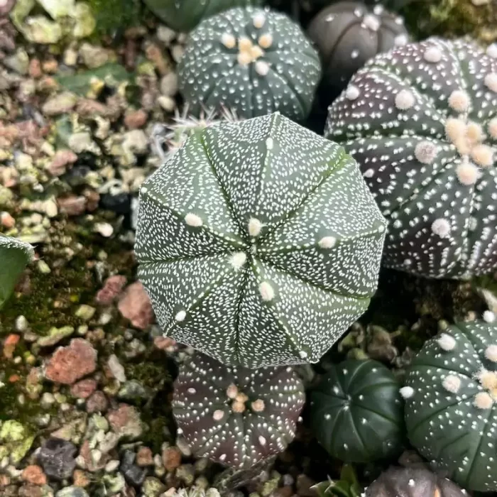 e201-74.webp Cactus-Astrophytum myriostigma - Image 1