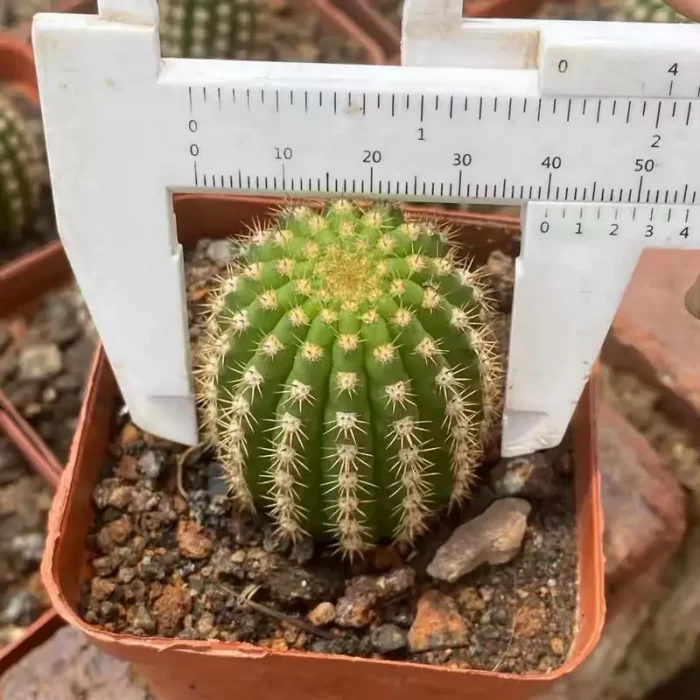 e201-76.webp Cactus-Trichocereus Papageno - Image 1