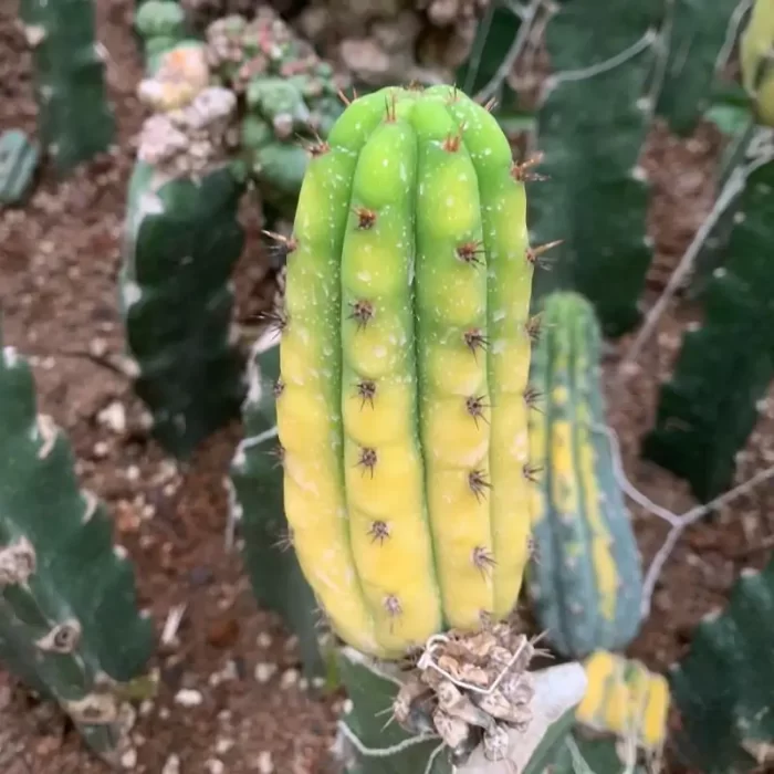 e201-77.webp Cactus-Trichocereus Trichocereus Pachanoi Variegata - Image 1