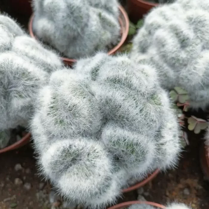 e201-79.webp Cactus-Mammillaria Baumii Cristata - Image 1
