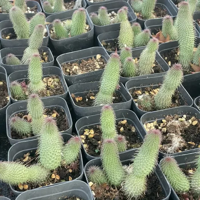 e201-80.webp Asclepiadaceae Huernia pillansii - Image 1