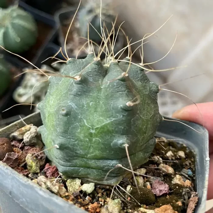 e201-83.webp Cactus-Echinocereus knippelianus - Image 1