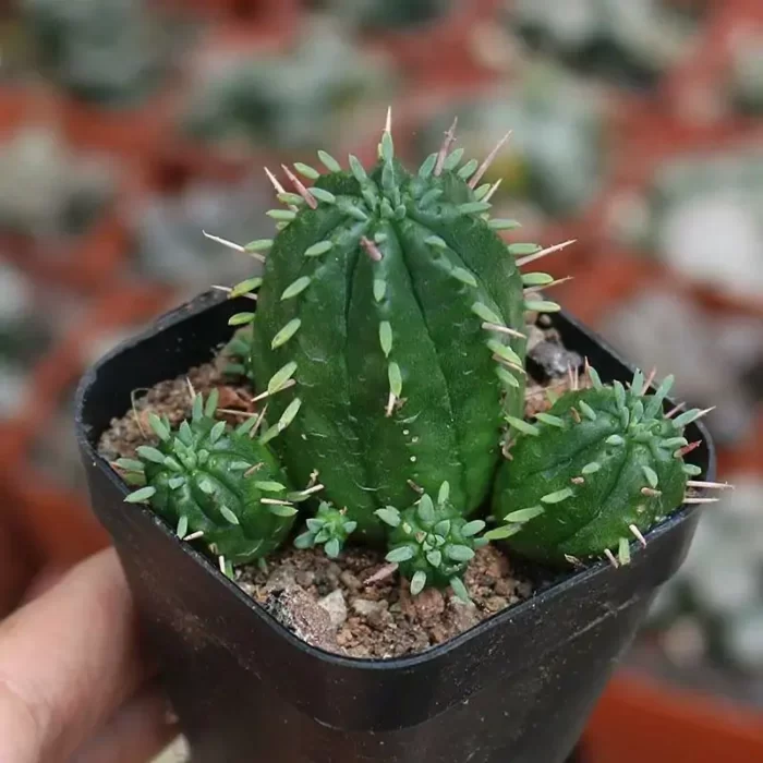 e201-84.webp Euphorbia-trigona - Image 1