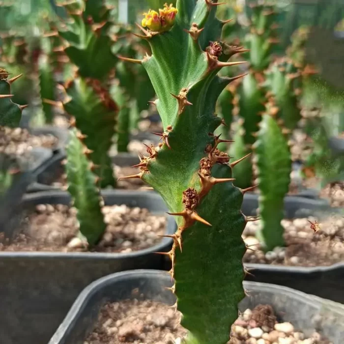 e201-89.webp Euphorbia-Tortirama - Image 1