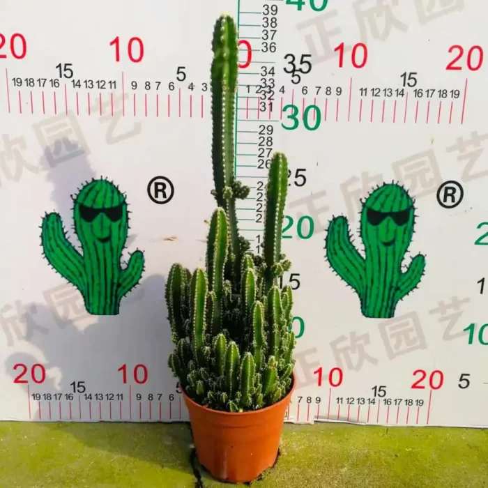 e201-9.webp Cactus-Rhino Horn Clusting - Image 1