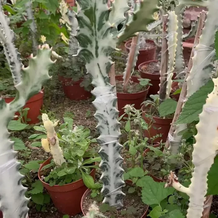 Euphorbia-trigona - Image 1