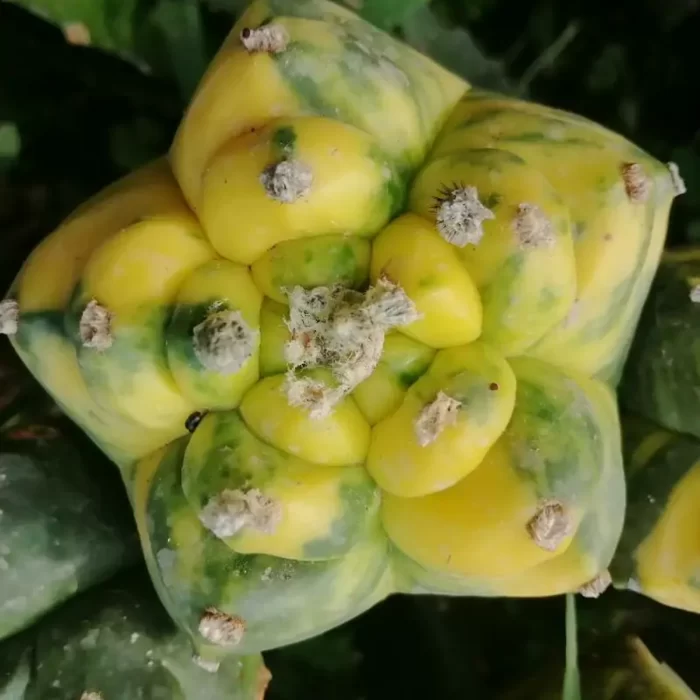 e201-92.webp Cactus-Cereus Astrophytum myriostigma 'Varegata'(grafting) - Image 1