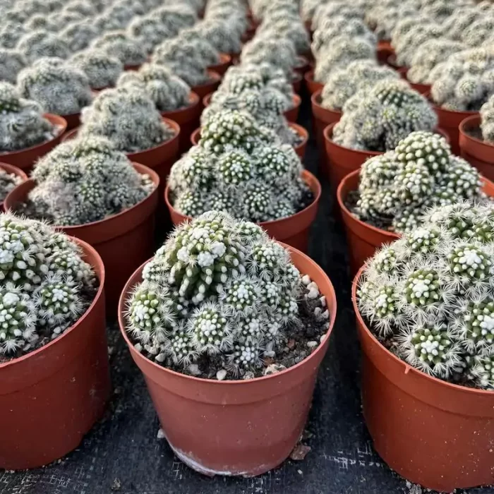 e201-93.webp Cactus-Cereus Mammillaria Vetula Arizona Snowcap Clustering - Image 1