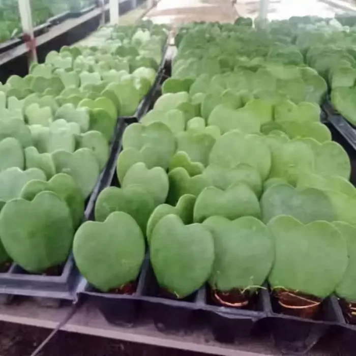 e201-94.webp Hoya Kerrii - Image 1