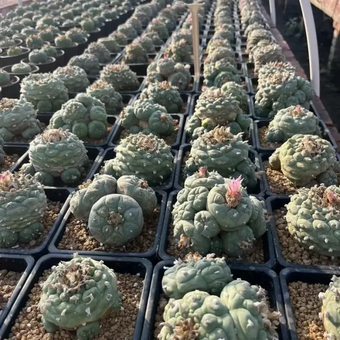 Cactus-Cereus Lophophora Williamsii - Image 1