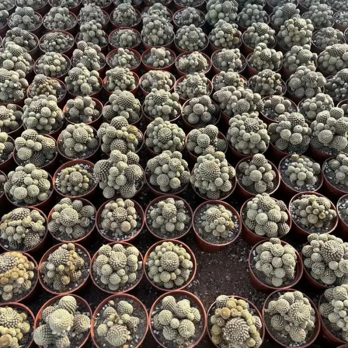 e201-98.webp Cactus-Cereus Gymnocalycium Ruby Clustering - Image 1