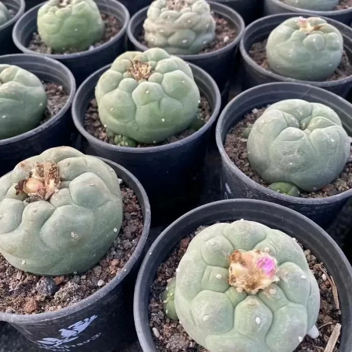 Cactus-Cereus Lophophora Williamsii - Image 1