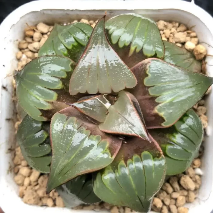 e202-1.webp Haworthia Badia - Image 2